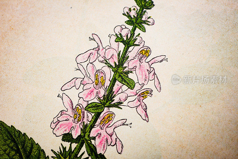 古植物学插图:木草，Stachys sylvatica